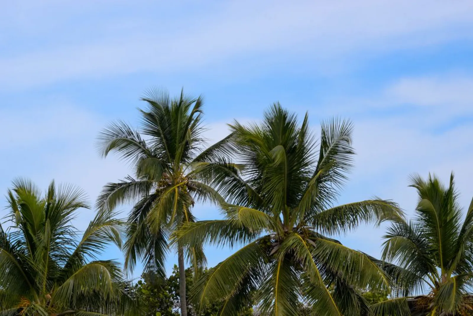 Palm Trimming in Pasco County, FL