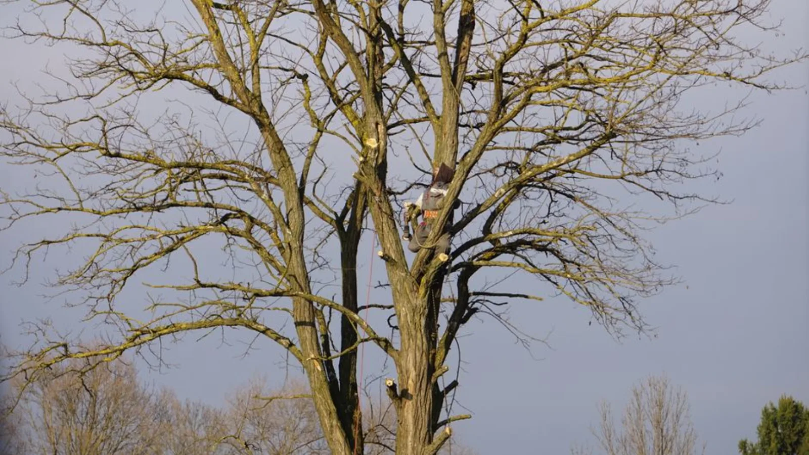 Tree Trimming in Pasco County, FL